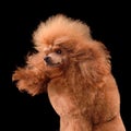 Beautiful apricot poodle like a rock star