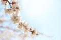 Beautiful apricot tree branch with tiny tender flowers against blue sky. Awesome spring blossom Royalty Free Stock Photo