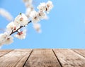 Beautiful apricot tree branch with tiny tender flowers against blue sky, space for text. Awesome spring blossom Royalty Free Stock Photo