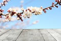 Beautiful apricot tree branch with tiny tender flowers against blue sky. Awesome spring blossom Royalty Free Stock Photo