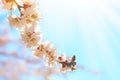 Beautiful apricot tree branch with tiny tender flowers against blue sky. Awesome spring blossom Royalty Free Stock Photo