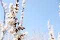 Beautiful apricot tree branches with tiny tender flowers against blue sky. Awesome spring blossom Royalty Free Stock Photo