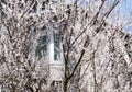 Beautiful apricot tree in front of european house. Spring blooming garden.