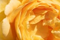 beautiful apricot yellow rose background. macro. sunny day