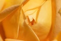 beautiful apricot yellow rose flower background. extreme macro shot