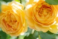 beautiful apricot yellow roses flowers blossom in garden. close up. sunny day