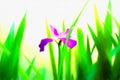 A puple iris flower is biooming Royalty Free Stock Photo