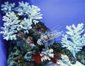 Beautiful aquarium with coral, algae and dragon fish