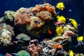 A beautiful aquarium with corals and fish yellow zebrasome yellow tang Royalty Free Stock Photo