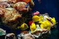 A beautiful aquarium with corals and fish yellow zebrasome yellow tang Royalty Free Stock Photo