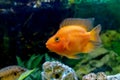 Beautiful aquarium decorative orange parrot fish Royalty Free Stock Photo