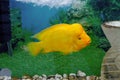 Beautiful aquarium fish Amphilophus citrinellus Royalty Free Stock Photo