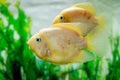 Beautiful aquarium fish Amphilophus citrinellus Royalty Free Stock Photo