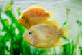 Beautiful aquarium fish Amphilophus citrinellus Royalty Free Stock Photo