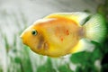 Beautiful aquarium fish Amphilophus citrinellus Royalty Free Stock Photo