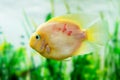 Beautiful aquarium fish Amphilophus citrinellus Royalty Free Stock Photo