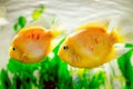Beautiful aquarium fish Amphilophus citrinellus Royalty Free Stock Photo