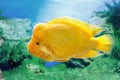 Beautiful aquarium fish Amphilophus citrinellusc Royalty Free Stock Photo