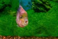 Beautiful aquarium fish Cichlasoma synspilum Royalty Free Stock Photo