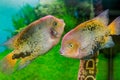 Beautiful aquarium fish Cichlasoma synspilumn Royalty Free Stock Photo