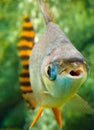 Beautiful aquarium fish floating in water against the background Royalty Free Stock Photo