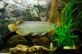 Beautiful aquarium fish floating in water against the background Royalty Free Stock Photo