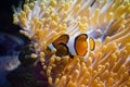 Beautiful aquarium fish floating in water against the background Royalty Free Stock Photo