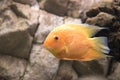 Beautiful aquarium fish floating in water against the background Royalty Free Stock Photo