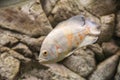 Beautiful aquarium fish floating in water against the background Royalty Free Stock Photo