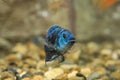 Beautiful aquarium fish floating in water against the background Royalty Free Stock Photo