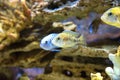 Beautiful aquarium fish floating in water against the background Royalty Free Stock Photo