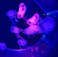 Beautiful aquarium with jellyfish. Pink backlight