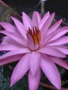 A beautiful aquatic plant called the lotus