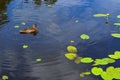 A beautiful aquatic wild bird duck with a beak and wings floats against the background Royalty Free Stock Photo