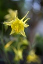 Beautiful aquilegia bushes in the evening sun. Blue flowers of aquilegia