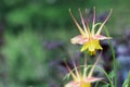 Beautiful Aquilegia caerulea McKana Giants Mix flowers