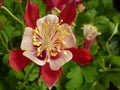 Beautiful Aquilegia or Crimson Star flower on a blurred background