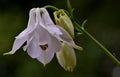 Beautiful aquilegia flower with buds in a natural environment
