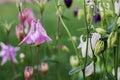 Beautiful aquilegia flowers bloom outdoors in spring for bouquets