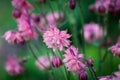 Beautiful Aquilegia vulgaris Clementine Salmon Rose Flowers