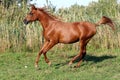 Beautiful arabian breed horse running on the field Royalty Free Stock Photo