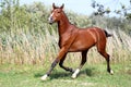 Beautiful arabian breed horse running on the field Royalty Free Stock Photo