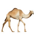 Beautiful arabian camel isolated on white Royalty Free Stock Photo