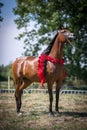 Beautiful Arabian horse.