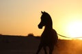Beautiful arabian horse on the farm during sunset Royalty Free Stock Photo