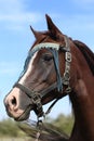 Beautiful arabian horse looking around on summer corral Royalty Free Stock Photo