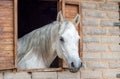 Beautiful Arabian horse looking out of stall window at brick stable Royalty Free Stock Photo