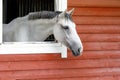 Beautiful Arabian horse looking out of stall window at wooden stable - Arabian horse portrait Royalty Free Stock Photo