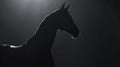 beautiful arabian horse profile against a dark backdrop, stunning equine silhouette