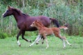 Beautiful arabian horses running on meadow summer time Royalty Free Stock Photo